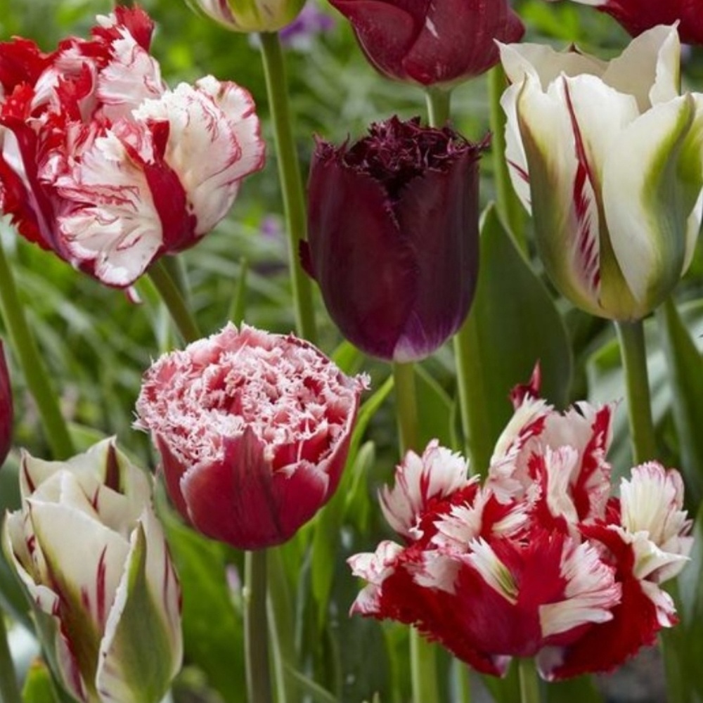 Meet your Posher, Brenda